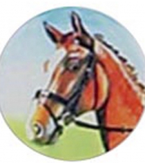 Horses Head Brown P080