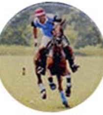 Horses Polo P909